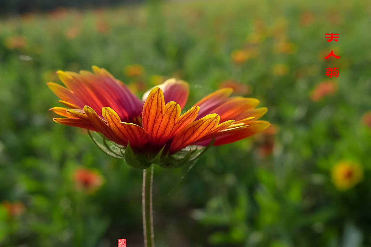 松果菊与天人菊
