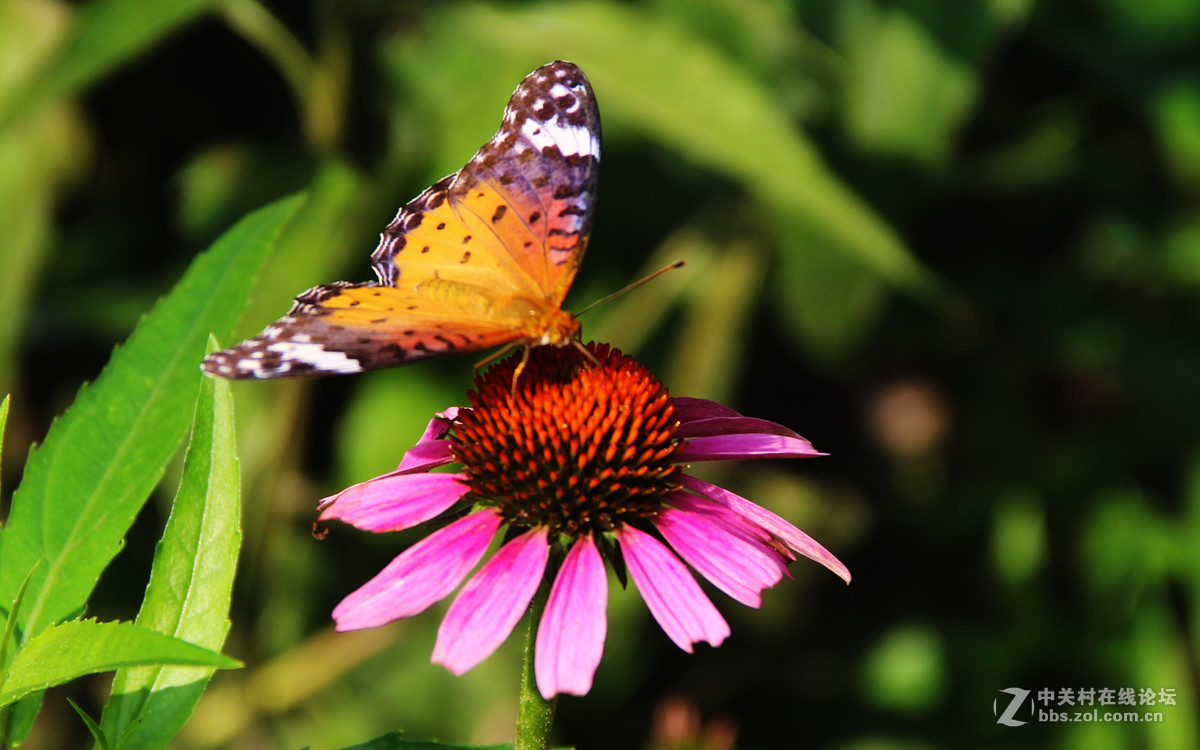 吮吸花蜜的蝴蝶1