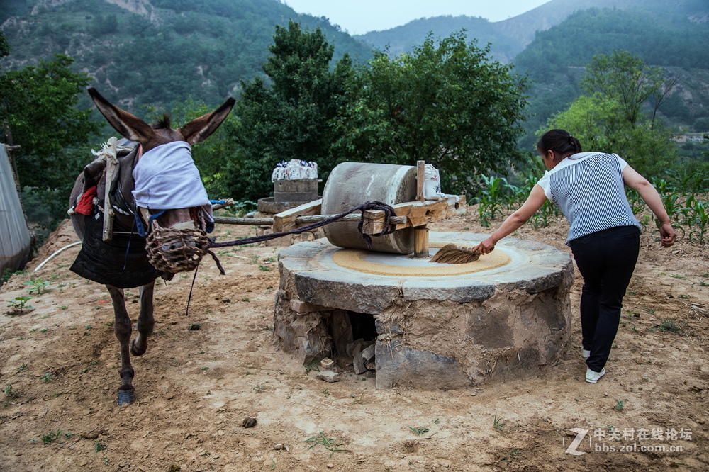 驴拉磨碾粟米-中关村在线摄影论坛