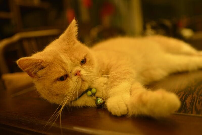 尼康AF-S 尼克尔 35mm f/1.8G ED刚入手2400元试拍加菲猫！