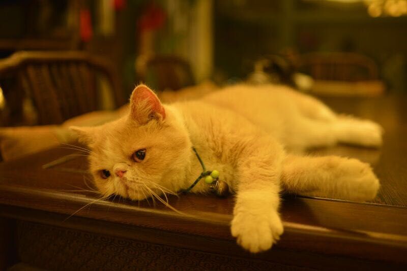 尼康AF-S 尼克尔 35mm f/1.8G ED刚入手2400元试拍加菲猫！