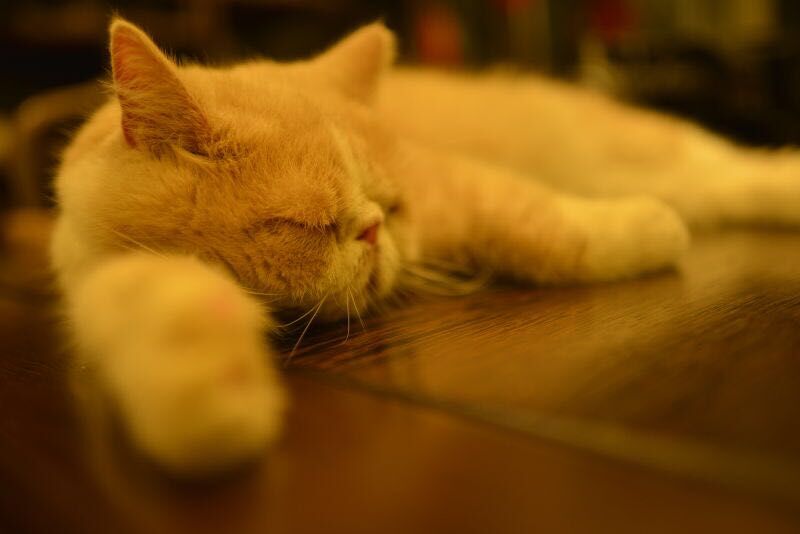 尼康AF-S 尼克尔 35mm f/1.8G ED刚入手2400元试拍加菲猫！