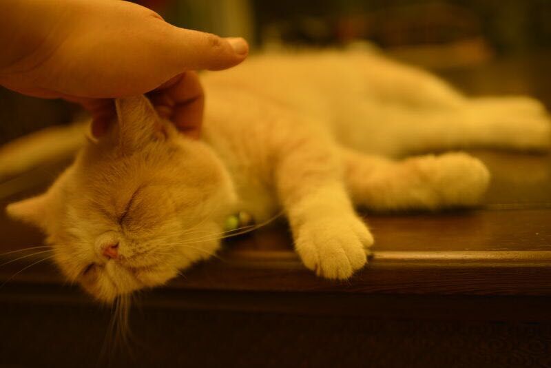 尼康AF-S 尼克尔 35mm f/1.8G ED刚入手2400元试拍加菲猫！