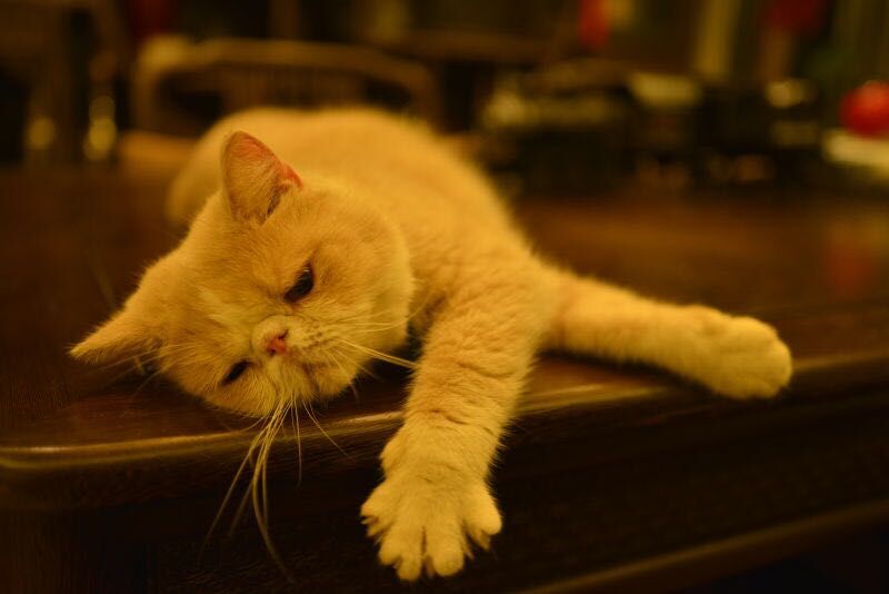 尼康AF-S 尼克尔 35mm f/1.8G ED刚入手2400元试拍加菲猫！