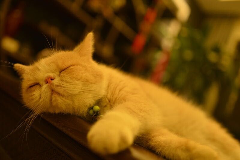 尼康AF-S 尼克尔 35mm f/1.8G ED刚入手2400元试拍加菲猫！