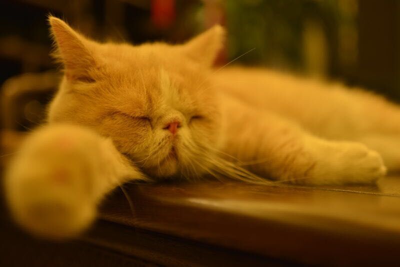 尼康AF-S 尼克尔 35mm f/1.8G ED刚入手2400元试拍加菲猫！