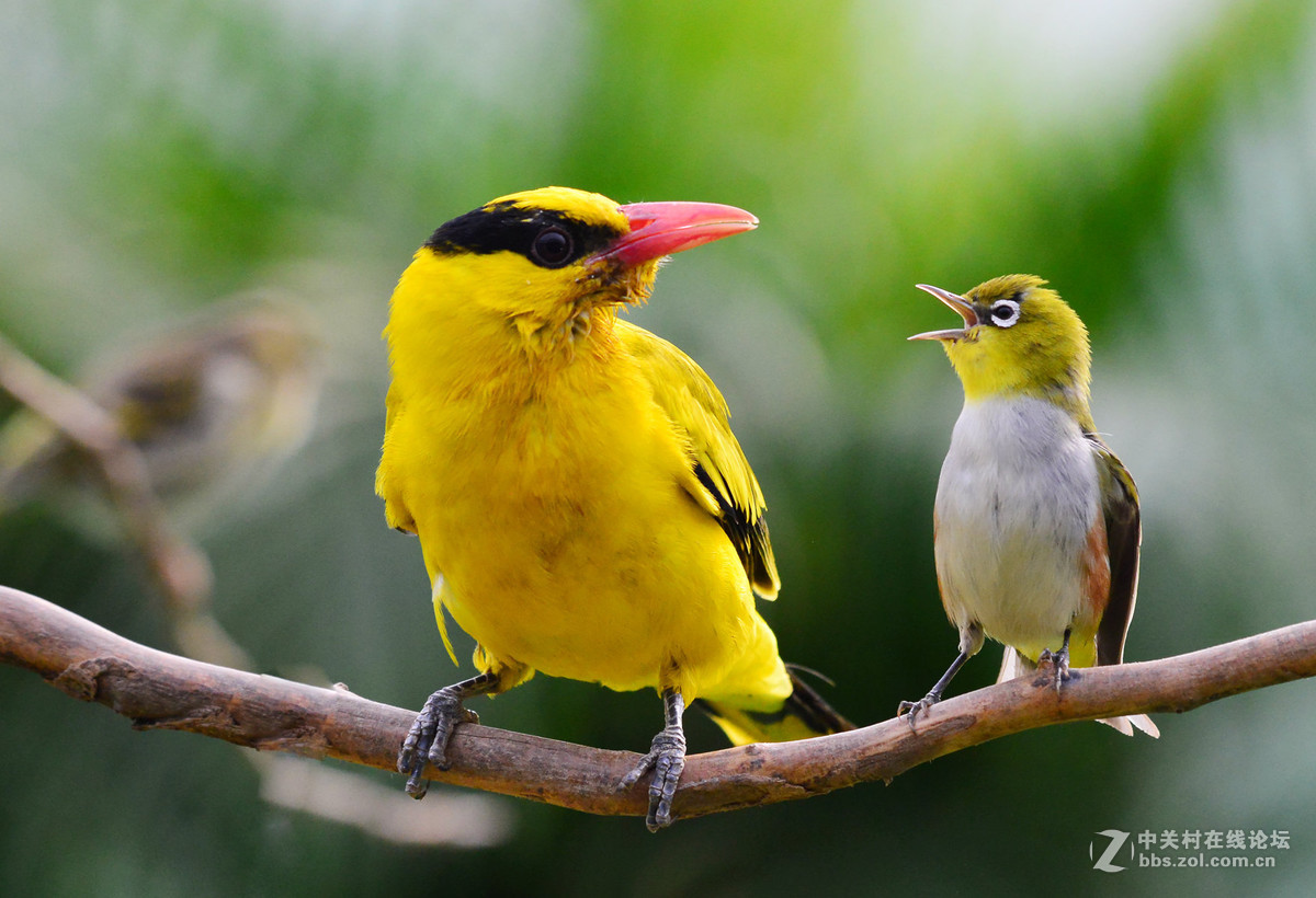 黄鹂鸟和绣眼
