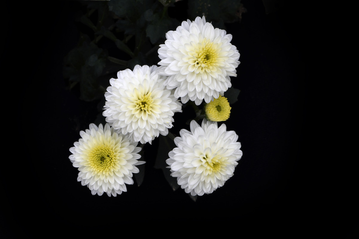 一组清纯的白色小菊花