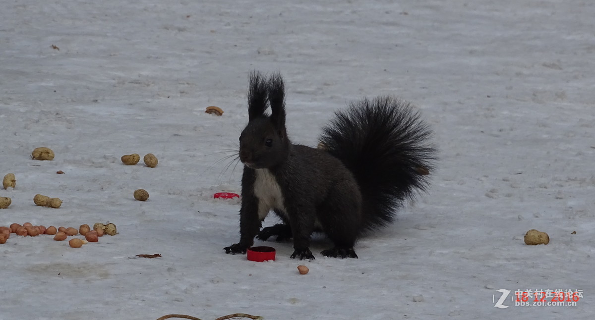 人见人爱的松鼠，请大师点评