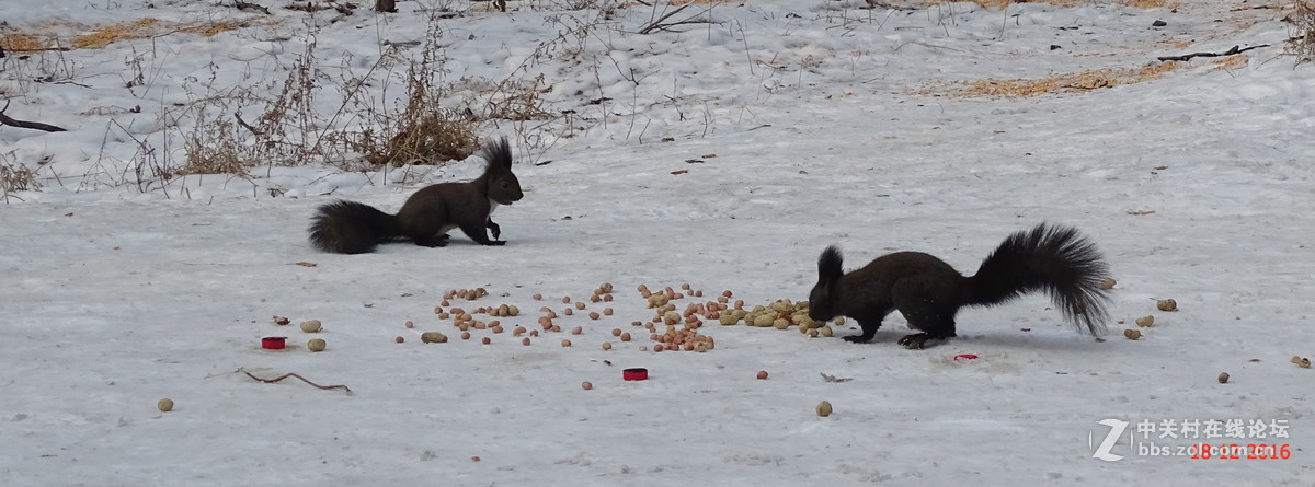 人见人爱的松鼠，请大师点评