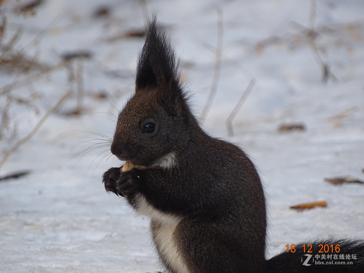 人见人爱的松鼠，请大师点评
