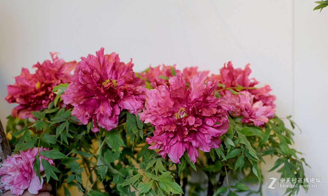 迎春花展牡丹花