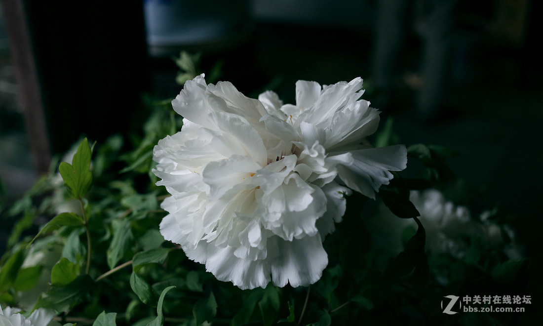 迎春花展牡丹花