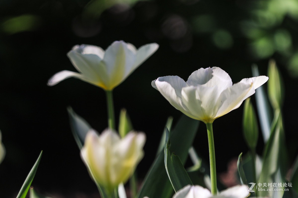 #佳能月赛-人间四月天#  郁金香