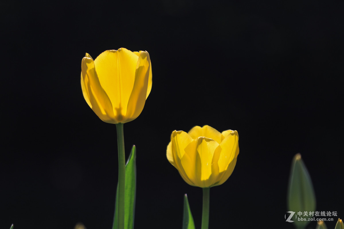 #佳能月赛-人间四月天#  郁金香