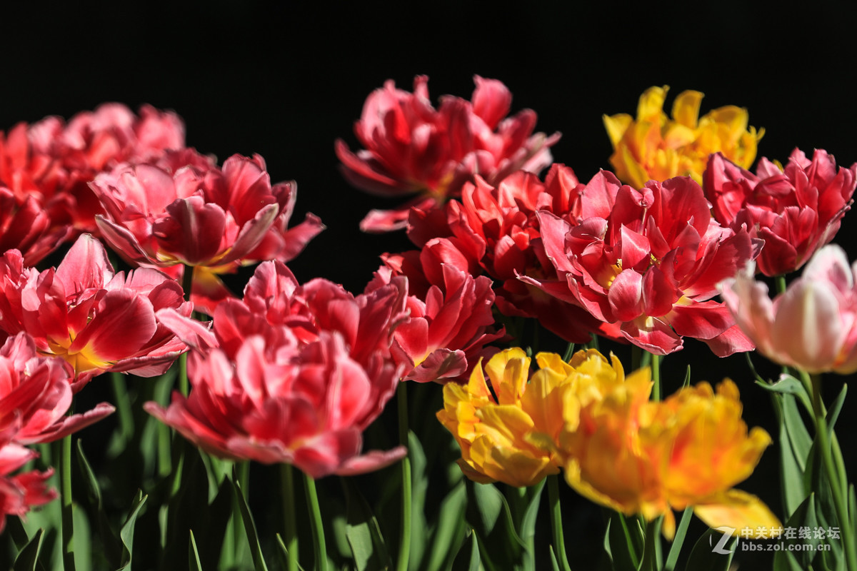 #佳能月赛-人间四月天#  郁金香