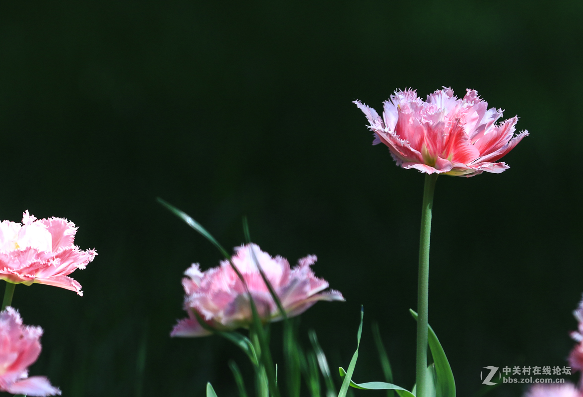 #佳能月赛-人间四月天#  郁金香