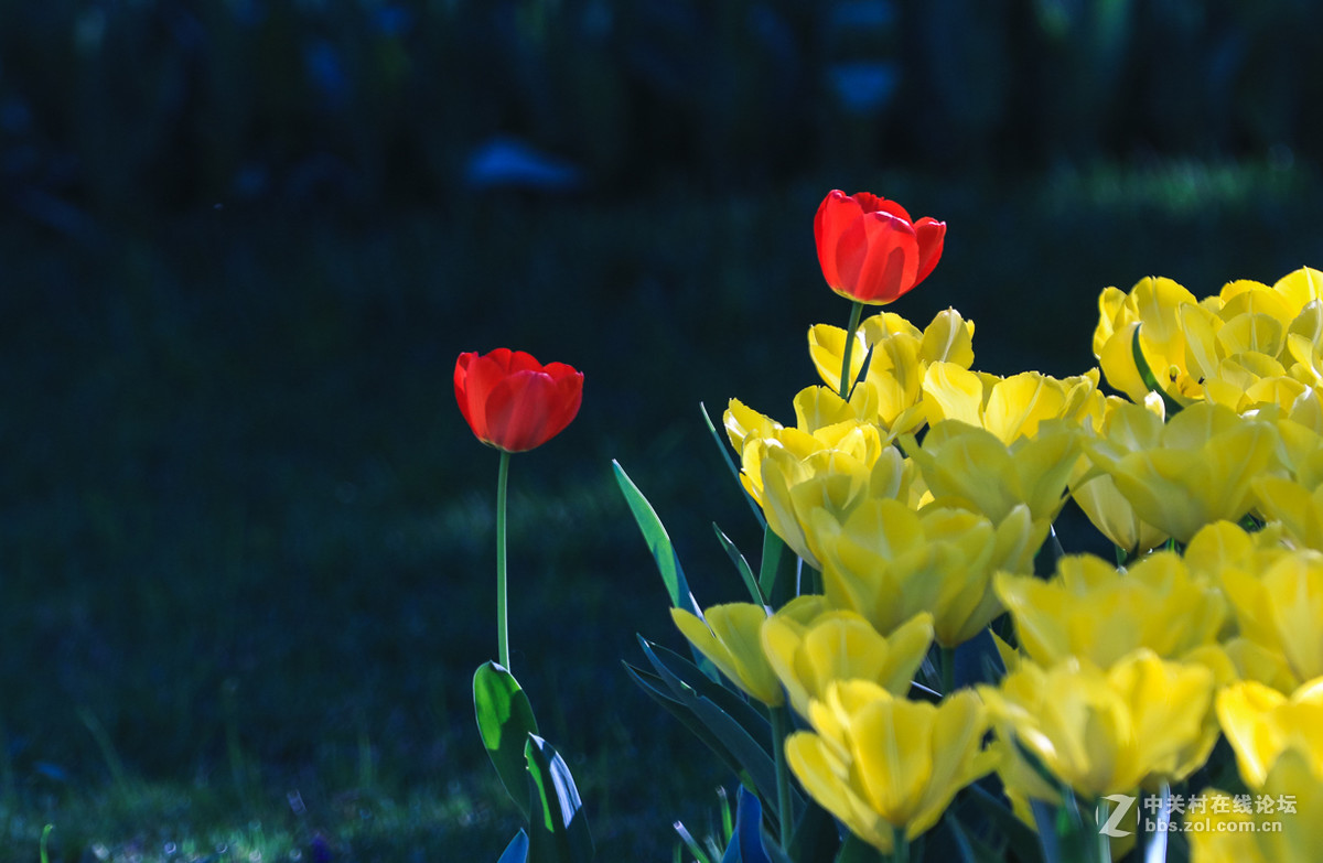 #佳能月赛-人间四月天#  郁金香
