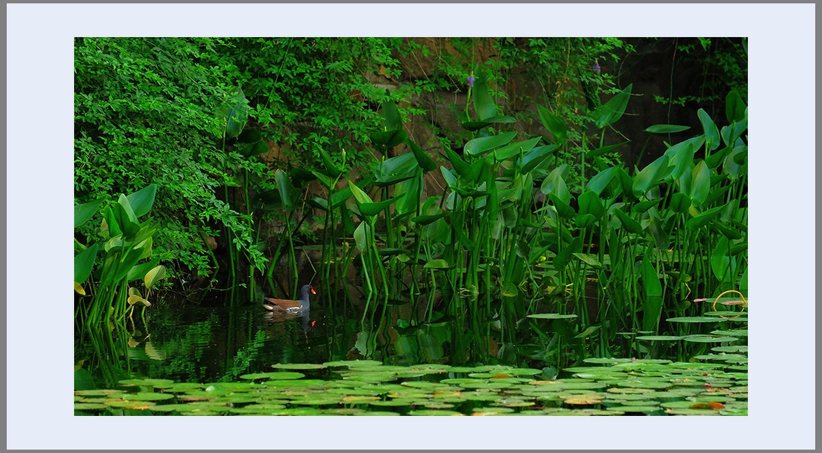 香远益清...亭亭净植