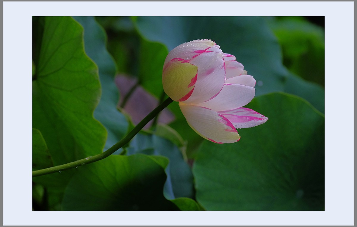 香远益清...亭亭净植