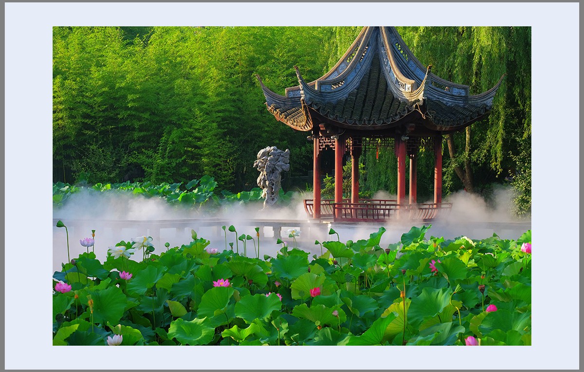 香远益清...亭亭净植