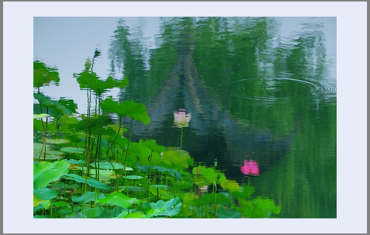 香远益清...亭亭净植