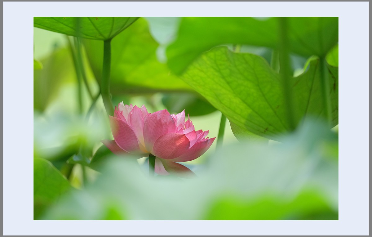 香远益清...亭亭净植