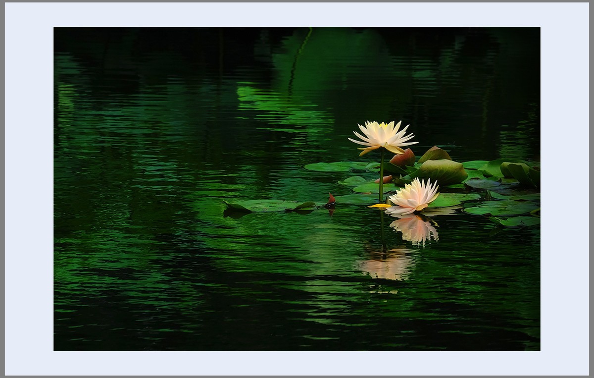 香远益清...亭亭净植