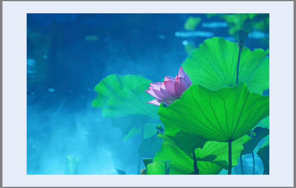 香远益清...亭亭净植