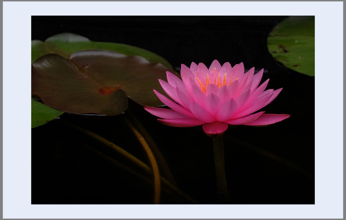 香远益清...亭亭净植