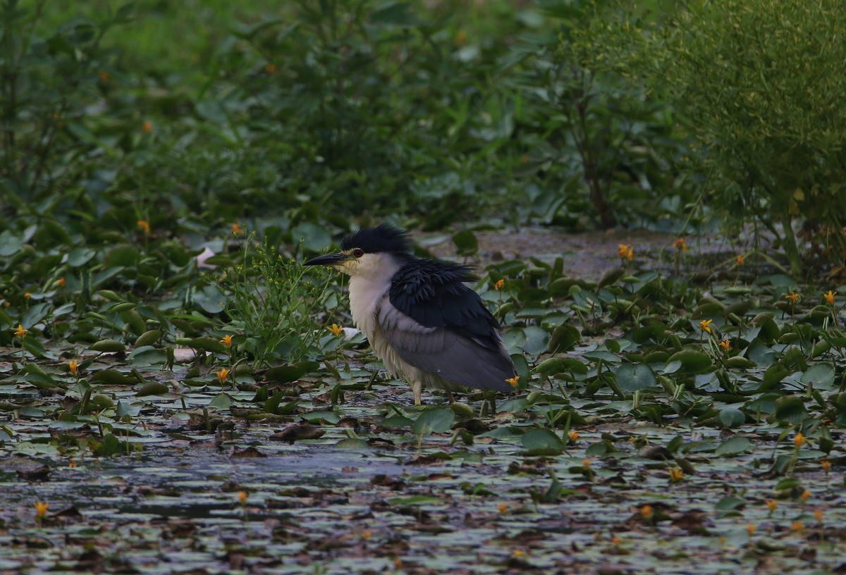济南长清区崮云湖湿地拍大鸟