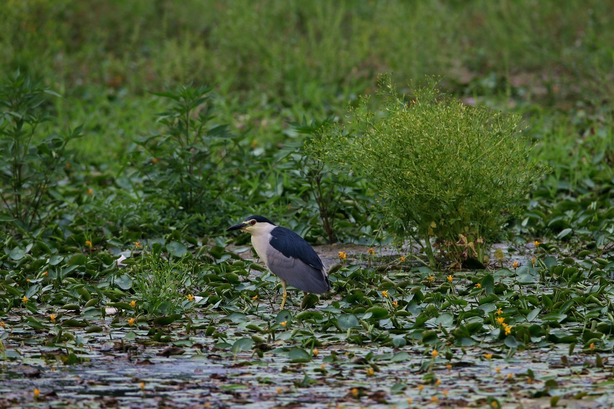 济南长清区崮云湖湿地拍大鸟