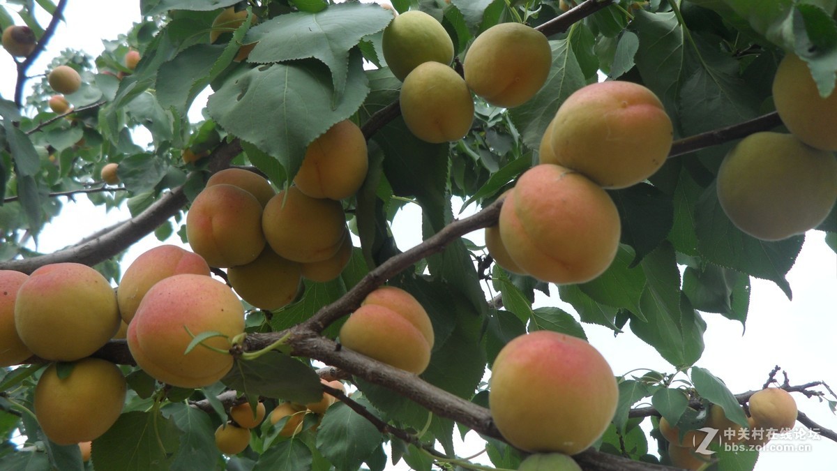 哥哥家的杏树杏熟了，
