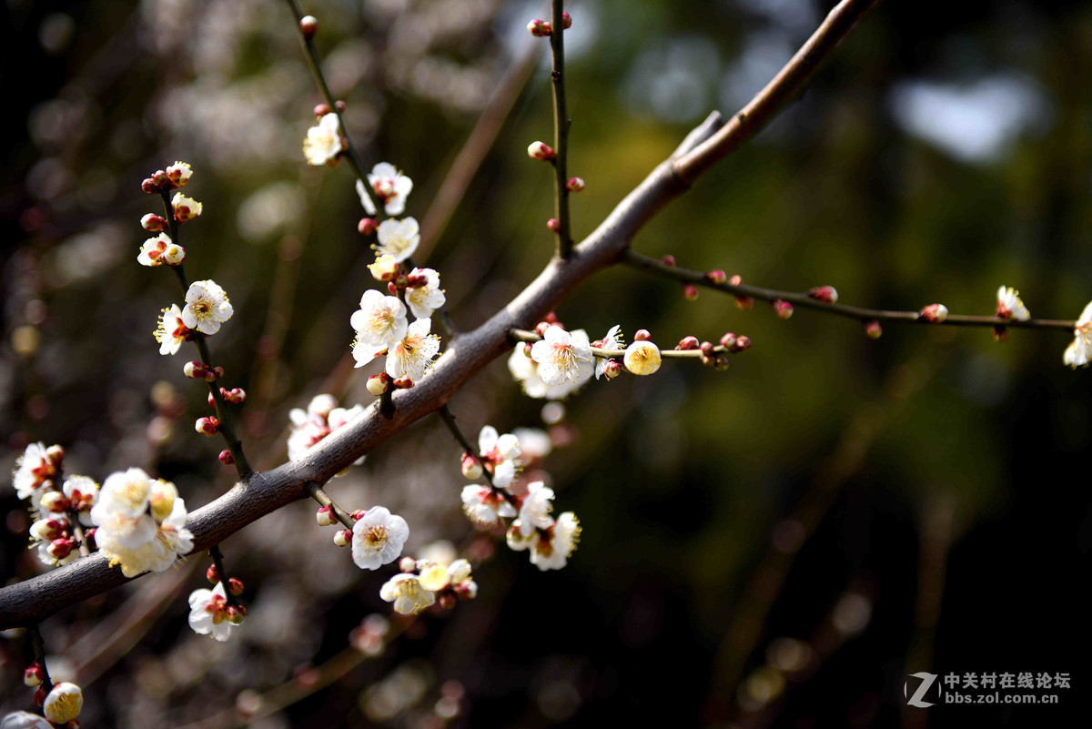 初试拍梅花—拍糊了