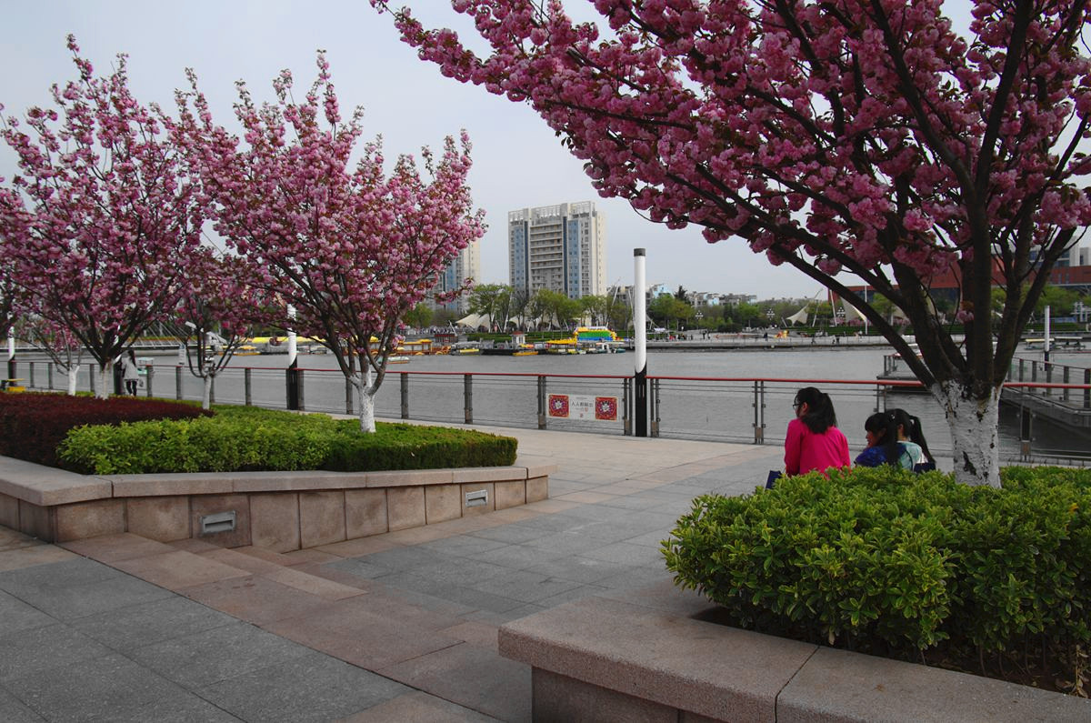 『美好时光-续』贺皓月长弓师友荣任侨乡版主