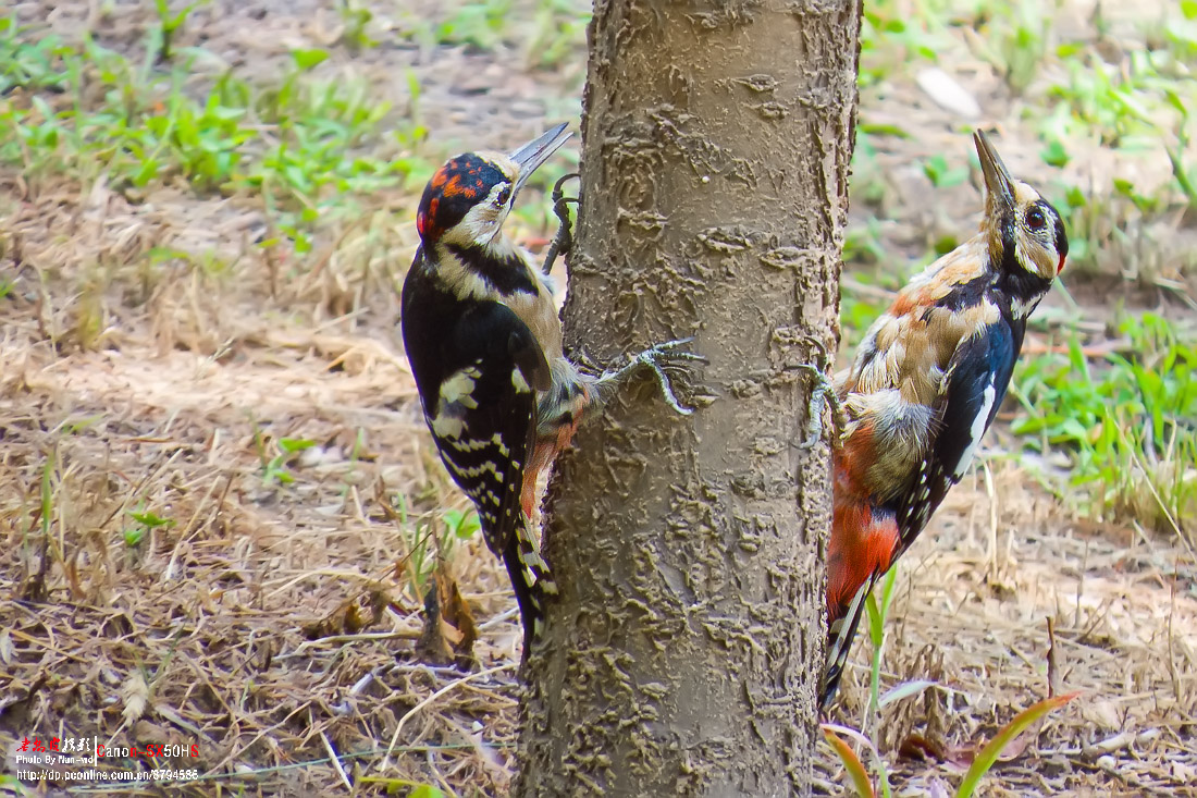 两只打架的啄木鸟最后三张是视频截图
