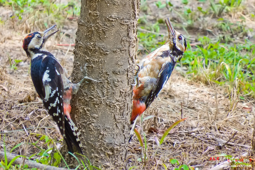 两只打架的啄木鸟最后三张是视频截图