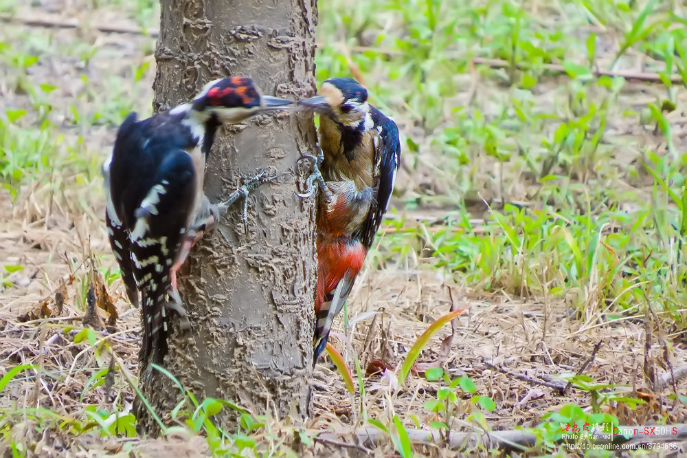 两只打架的啄木鸟最后三张是视频截图