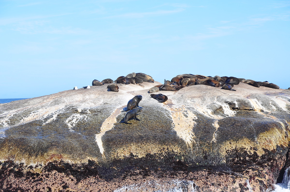 南非之旅（五）海豹岛
