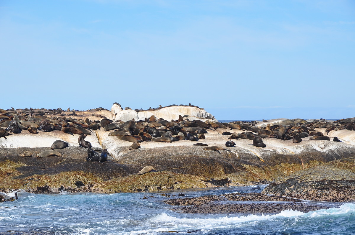 南非之旅（五）海豹岛