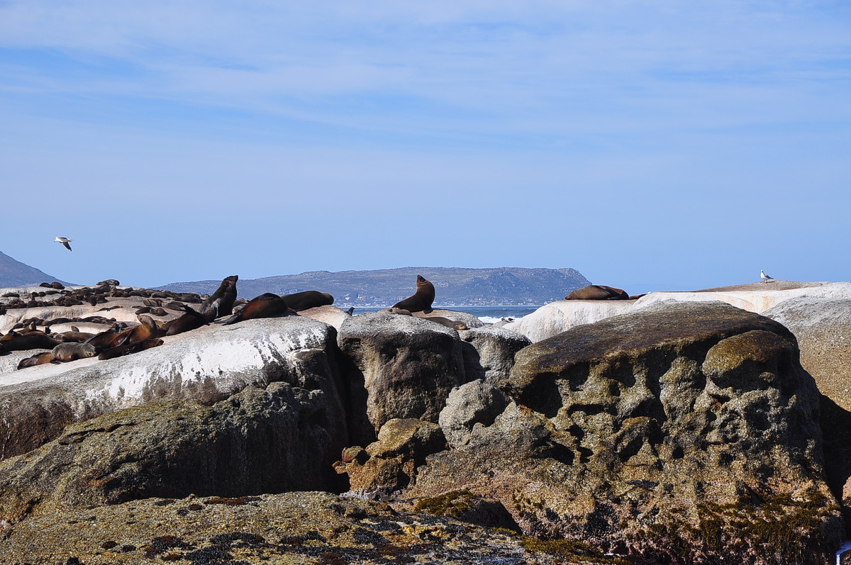 南非之旅（五）海豹岛