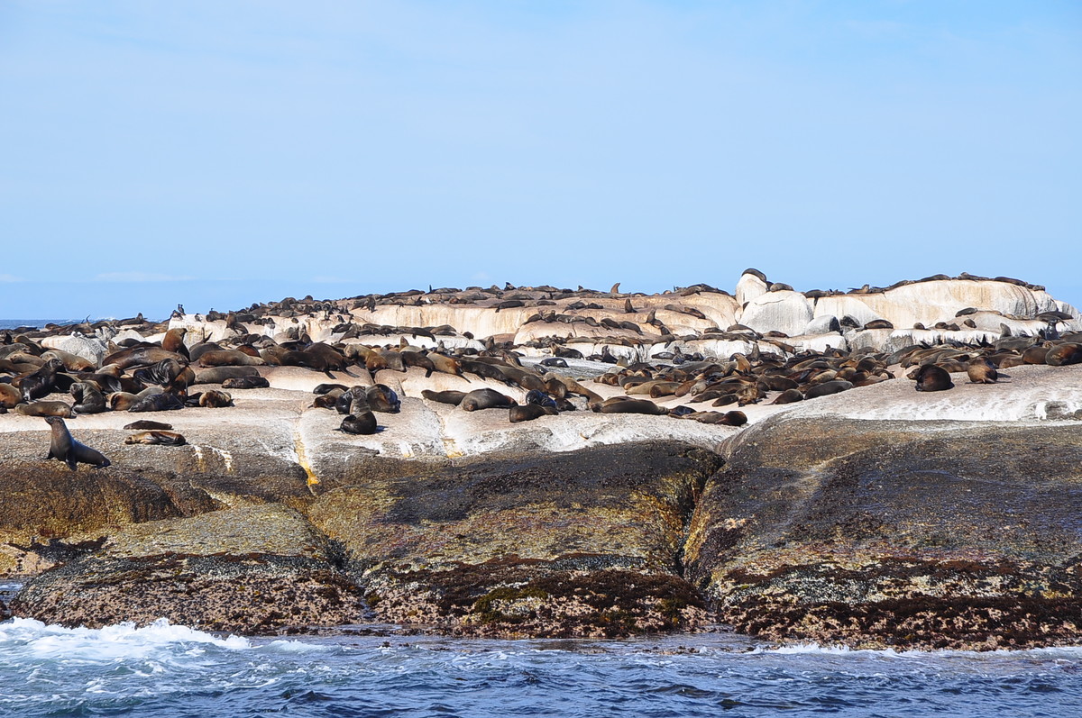 南非之旅（五）海豹岛