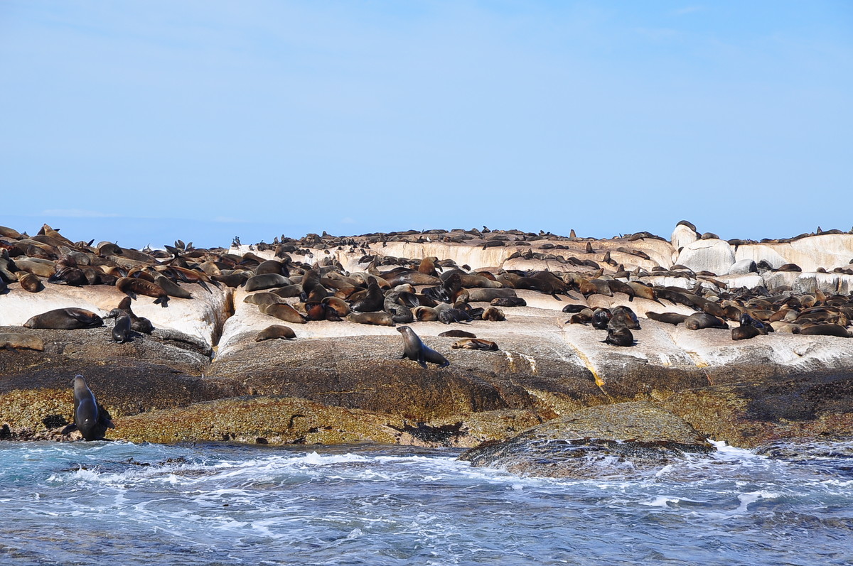 南非之旅（五）海豹岛