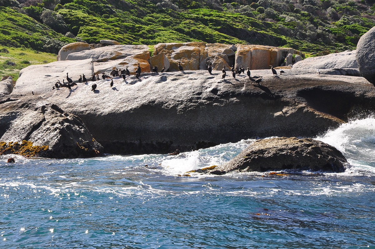 南非之旅（五）海豹岛