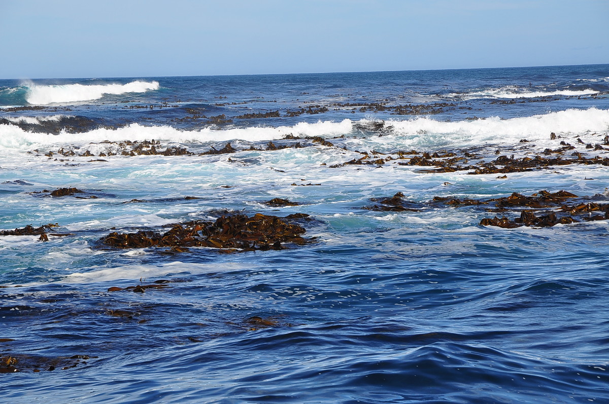 南非之旅（五）海豹岛