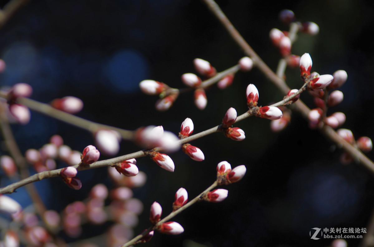 又到一年赏花季