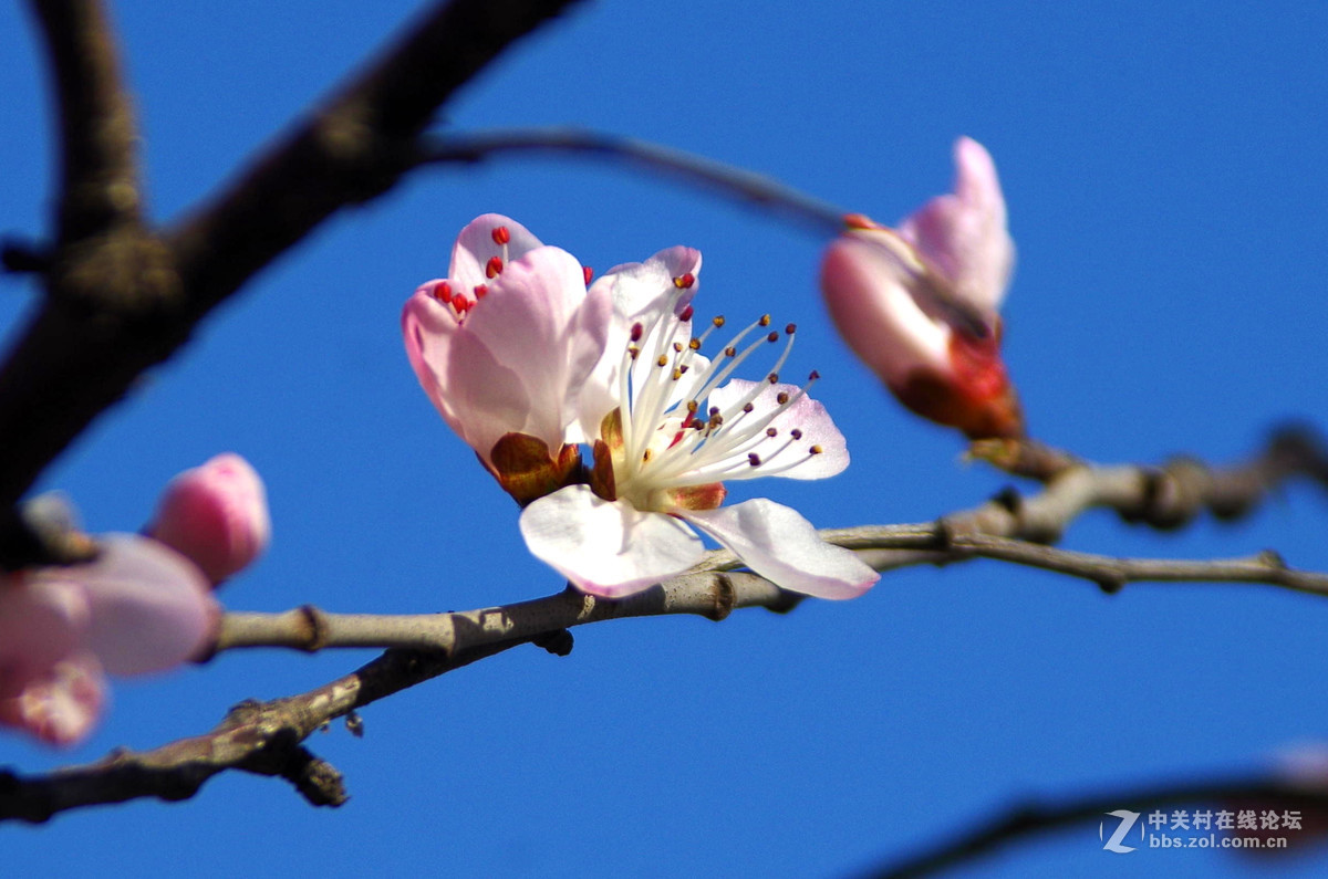 又到一年赏花季