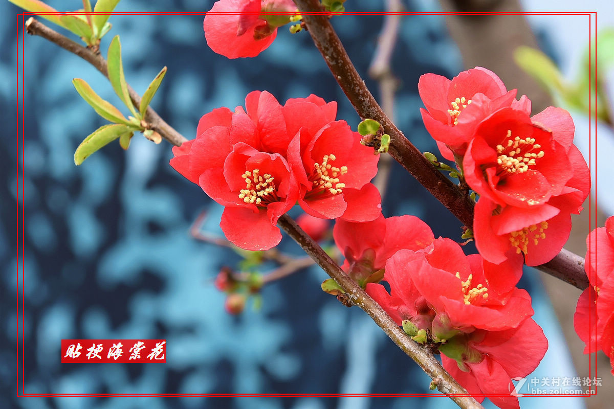 一组“贴梗海棠”拍