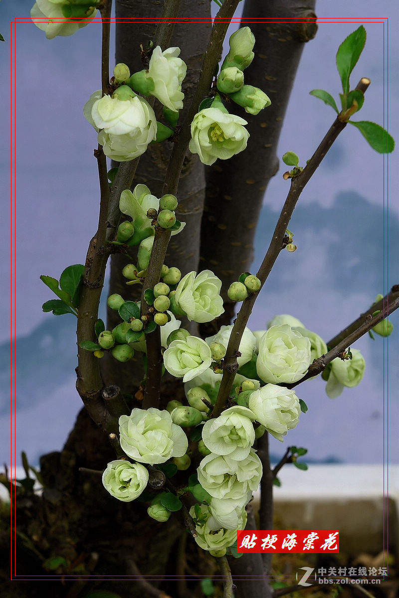 一组“贴梗海棠”拍