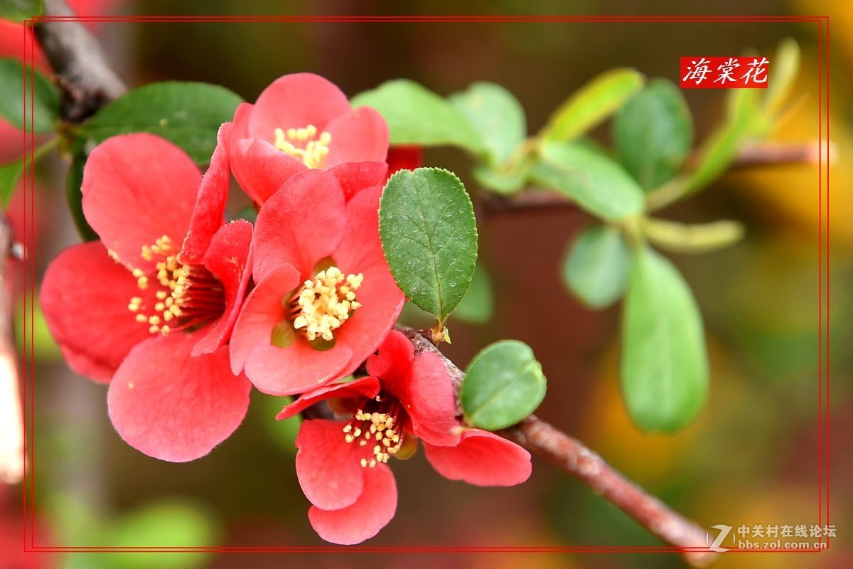 一组“贴梗海棠”拍